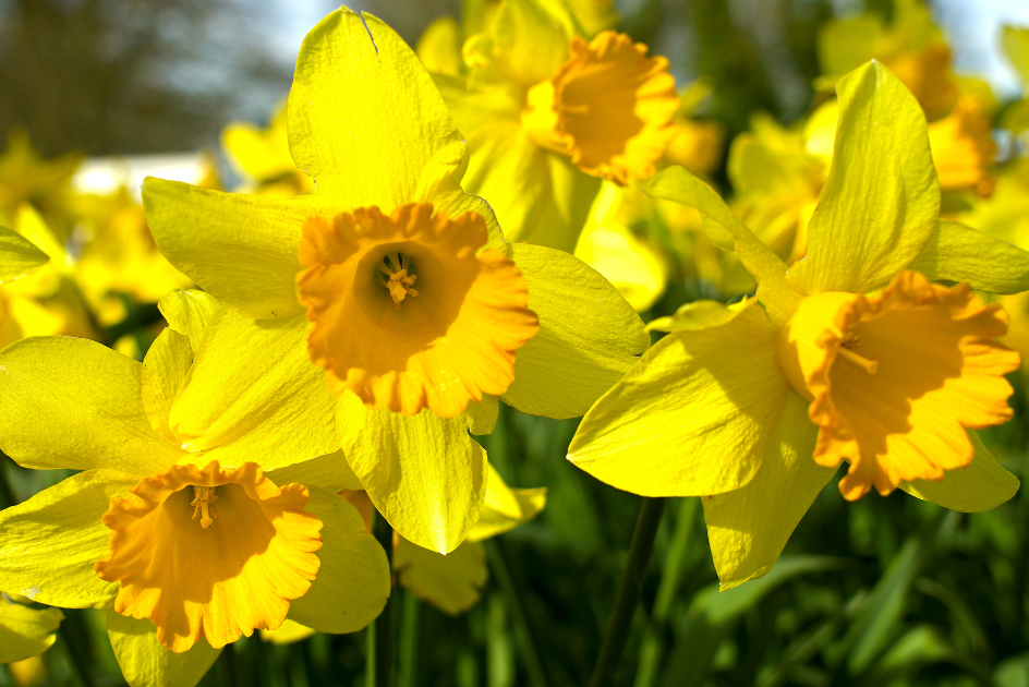 Yellow daffodils